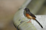 White-rumped Shama ( Copsychus malabaricus ) 