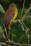 Orange-breasted Trogon ( Harpactes oreskios ) 