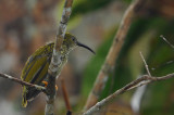 Streaked Spiderhunter (Arachnothera magna) 