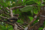 Buff-rumped Woodpecker (Meiglyptes tristis)