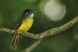 Yellow-bellied Bulbul (Alophoixus phaeocephalus)