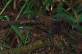 Fluffy-backed Tit-babbler (Macronous ptilosus)