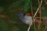  Chestnut-winged Babbler (Stachyris erythroptera)