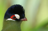 Family Musophagidae:( turacos and allies )