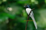 WM - Asian Paradise  Flycatcher ( Terpsiphone paradisi )
