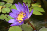 Just a purple lotus1