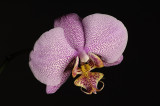 Resize of _DSC0741.jpg