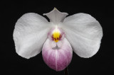 Paphiopedilum