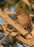 Common Babbler