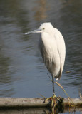 Little Egret