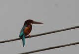 White-throated Kingfisher