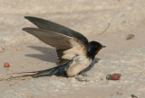 Barn Swallow