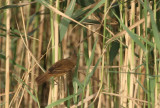 Basra Reed Warbler