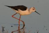 Black-winged Stilt