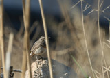 Bluethroat