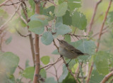 Chiffchaff