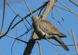 Eurasian Collared Dove