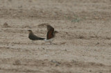 Collared Pratincole