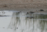 Common Redshank