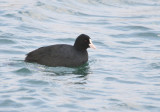 Eurasian Coot