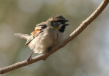 Dead Sea Sparrow