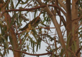 Eurasian Golden Oriole