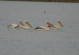 Great White Pelican