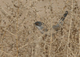 Menetries Warbler