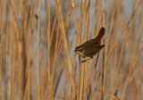 Moustached Warbler