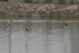 White-winged Tern