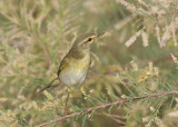 Willow Warbler