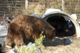 Cinnamon and Black Bear