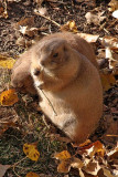Prairie Dog II