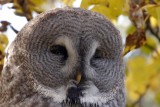 Great Grey Owl