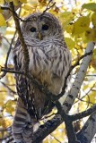 Barred Owl