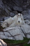Mountain Goat