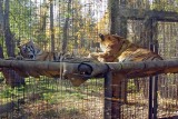 Cub and mother
