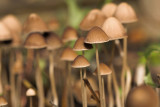 Small Mushrooms