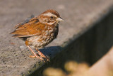 Little Brown Bird (Song Sparrow)