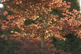 Fall Light
