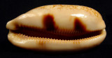 Cowrie