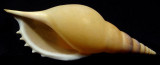 Martins Tibia