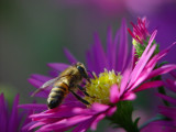 I am Beesy