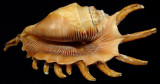 Scorpion Stromb