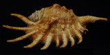 Scorpion Stromb