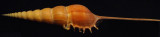 Spindle Tibia