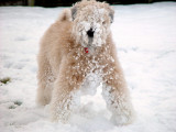 Snow Dog