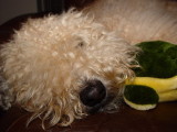Misty and her turtle