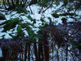 Snow and Reflection