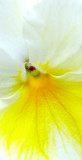 Yellow and White